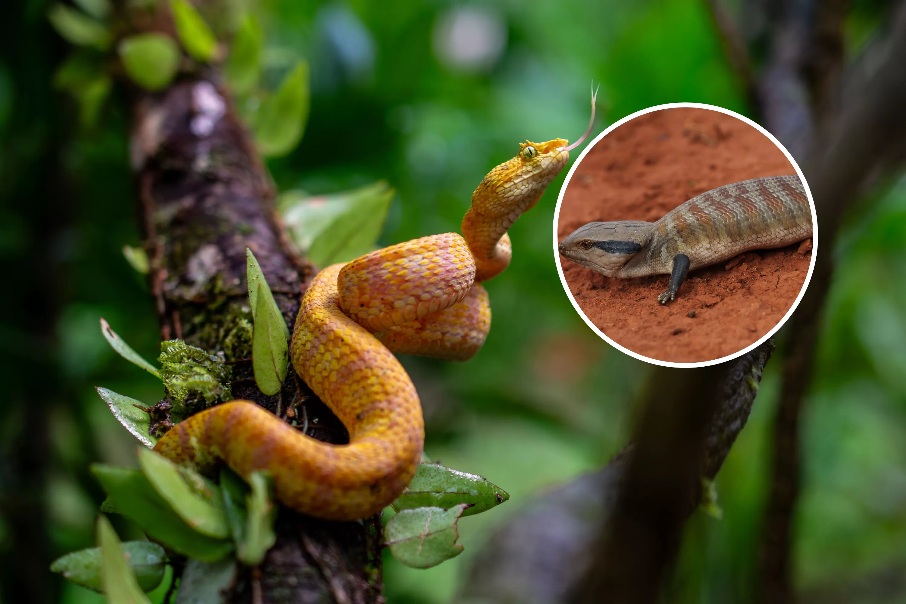 Snakes 'Evolved Faster and Better' Than Peers - Vimarsana News