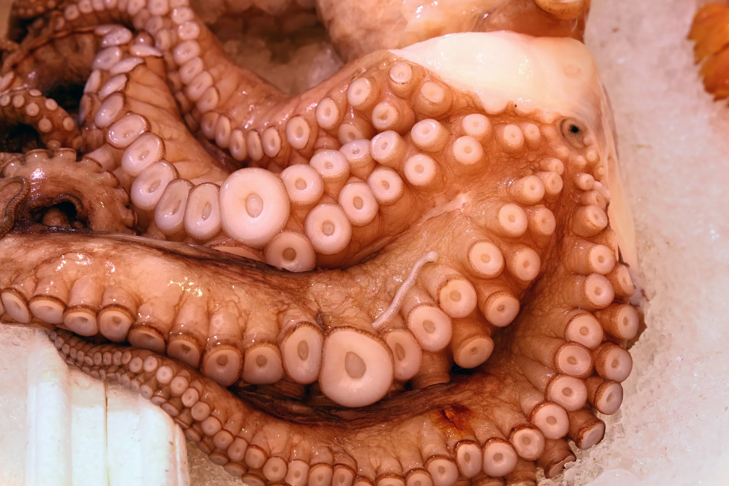 California Might Ban Octopus Farming - Vimarsana News