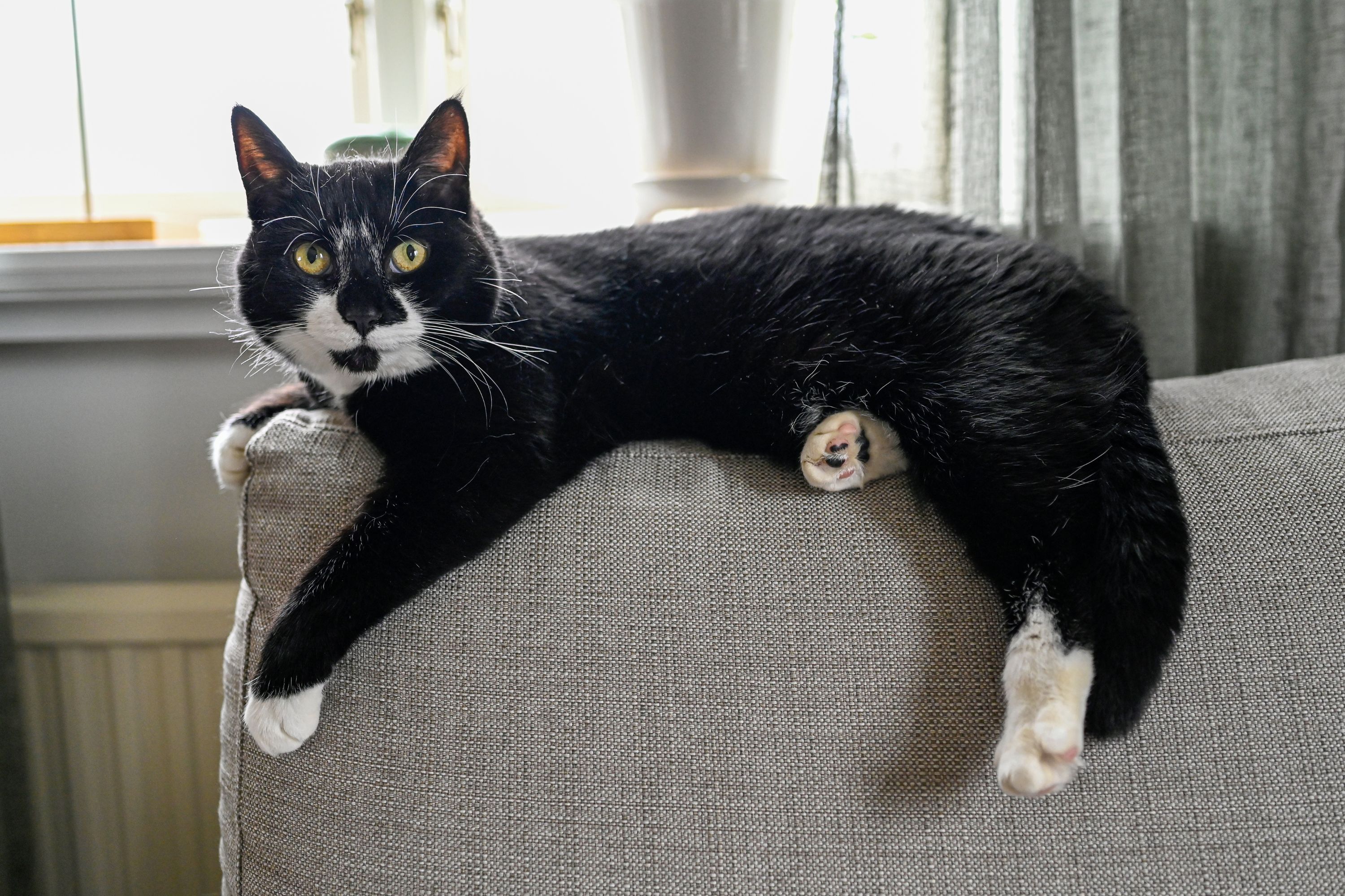 Security captures the daily chaos that is living with 5 cats