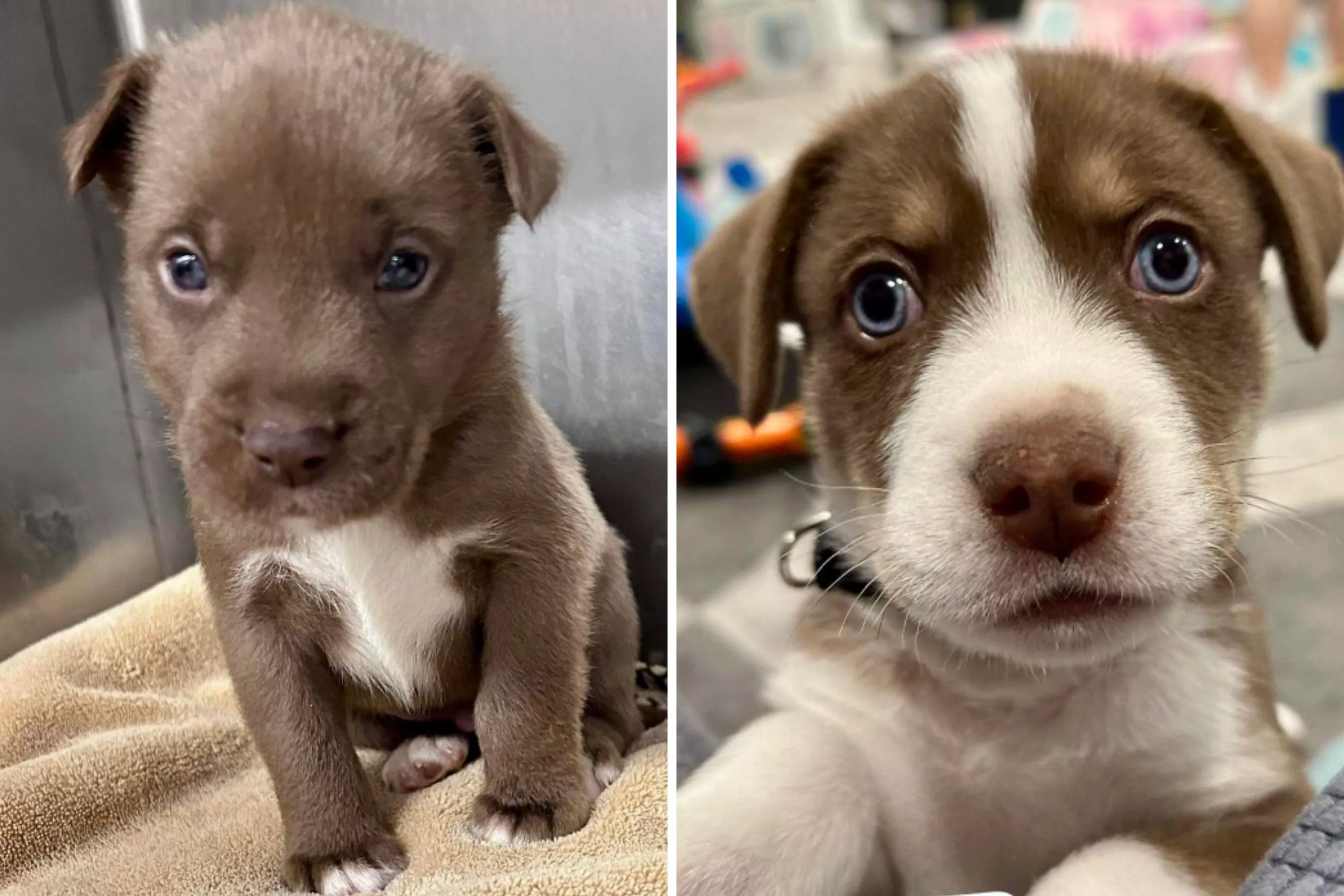 Refuge's Puppy Plea As They Are Overrun With 6 Litters and 2 Pregnant Dogs - Vimarsana News