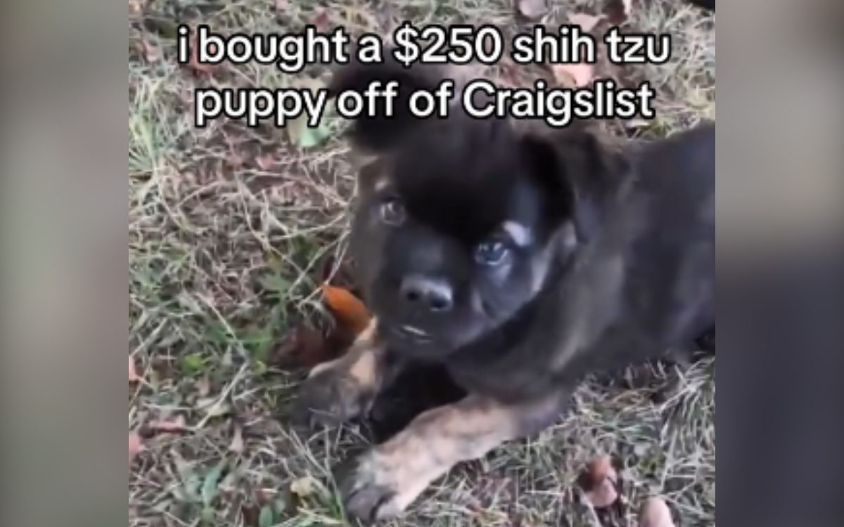 The puppy they thought they were buying.
