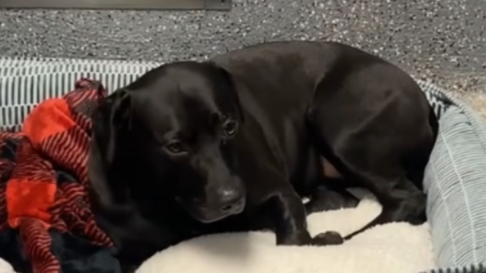 Central valley online animal shelter