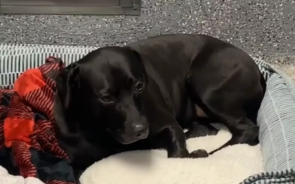 Tears as Dog Adopted After 900 Days in Shelter Is Returned Within Hours - Vimarsana News