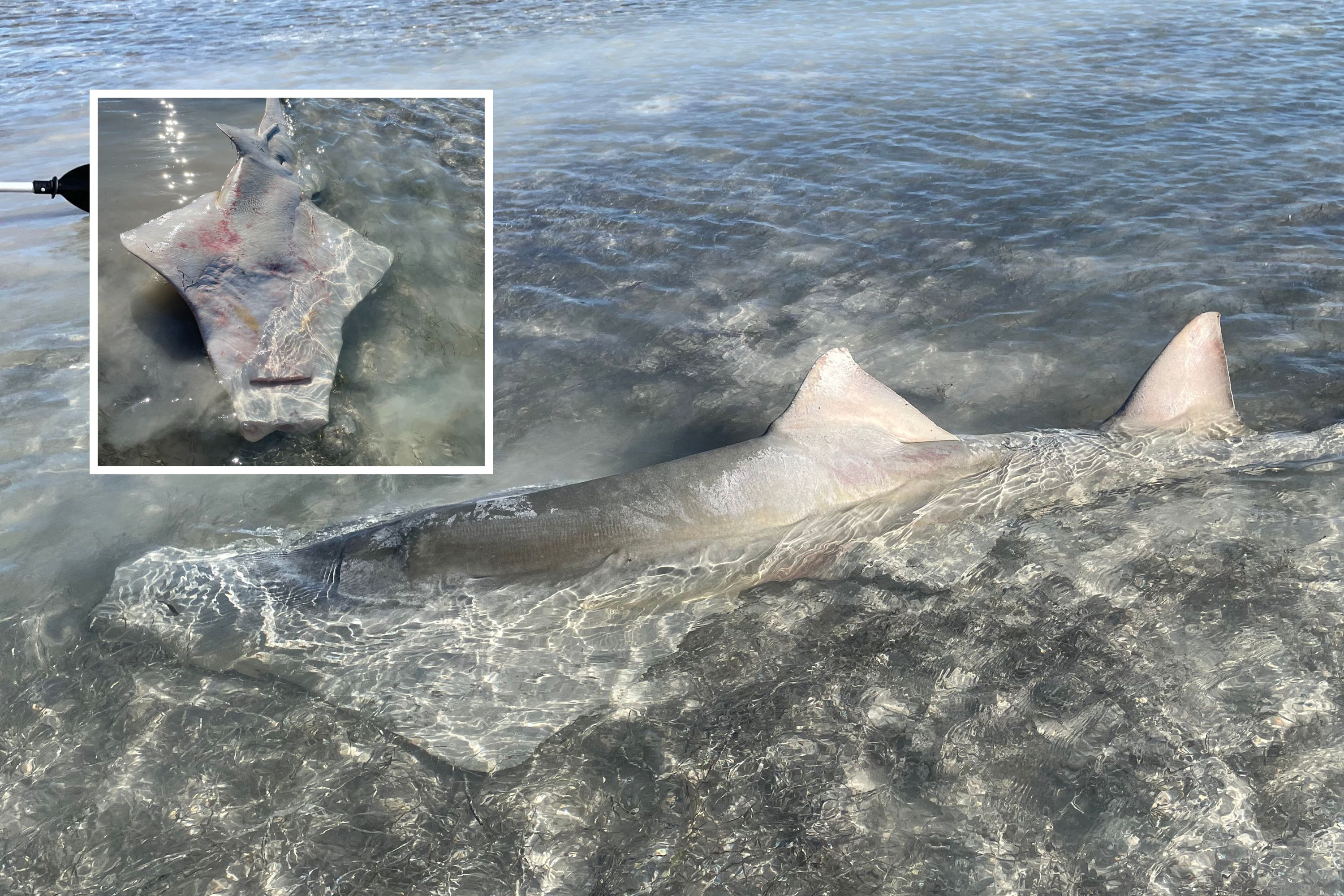Endangered Sawfish Discovered Lifeless With Noticed Lower Off—$20,000 Reward for Information