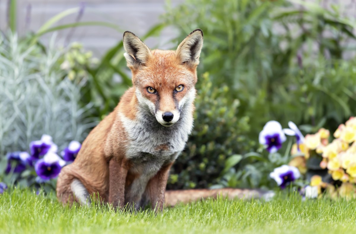 Fox sitting on grass.