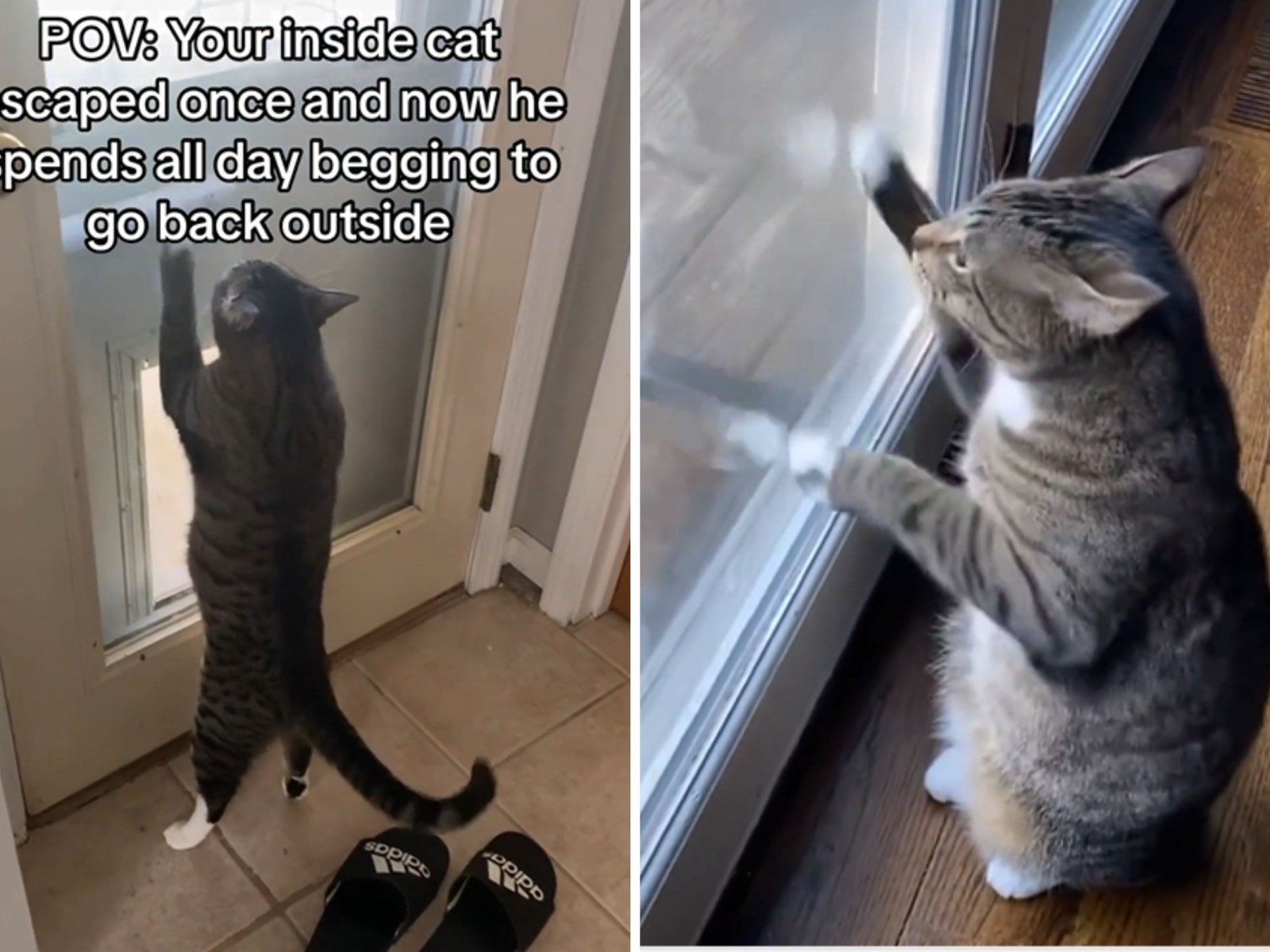 Indoor Cat Who Tasted Outdoor Life Once During Escape Now Begs To