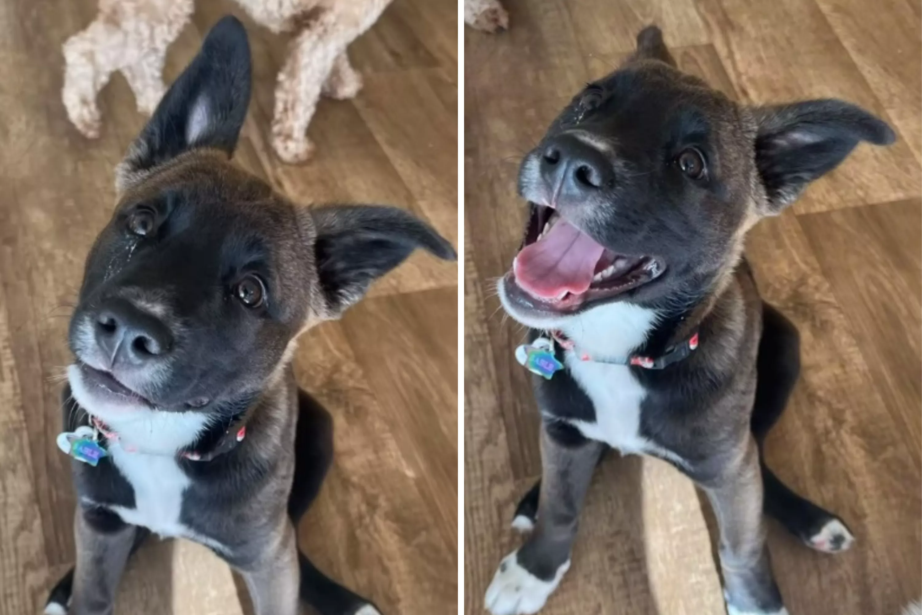 Daycare Shares Puppies' Adorable Reactions After Being Told They're Good - Vimarsana News