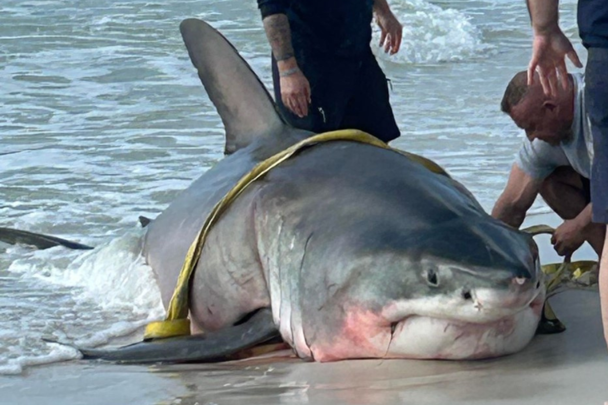 Pregnant Shark Suddenly Found Dead