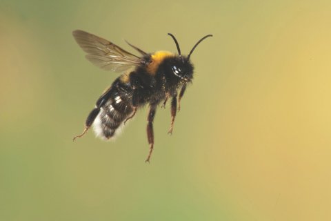 Dokoupil-fe01198-Suicide-Bumblebee2