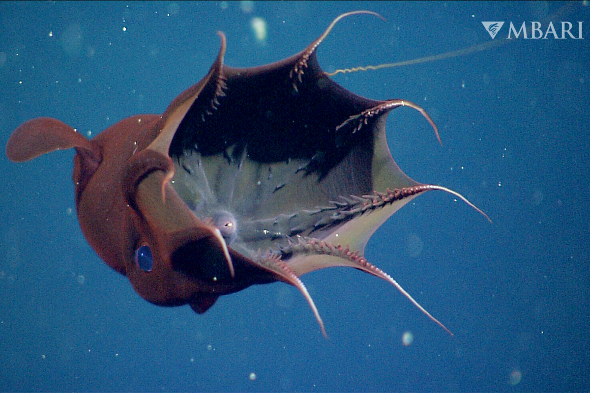 New Species of Vampire Squid Found Fossilized 'With Prey in Its Arms