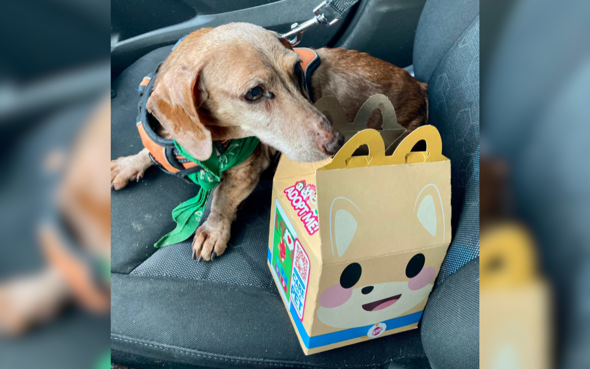 Mcd Food Rescue Program McDonald's Puts Together Special Meal for Terminally Ill Rescue Dog ...