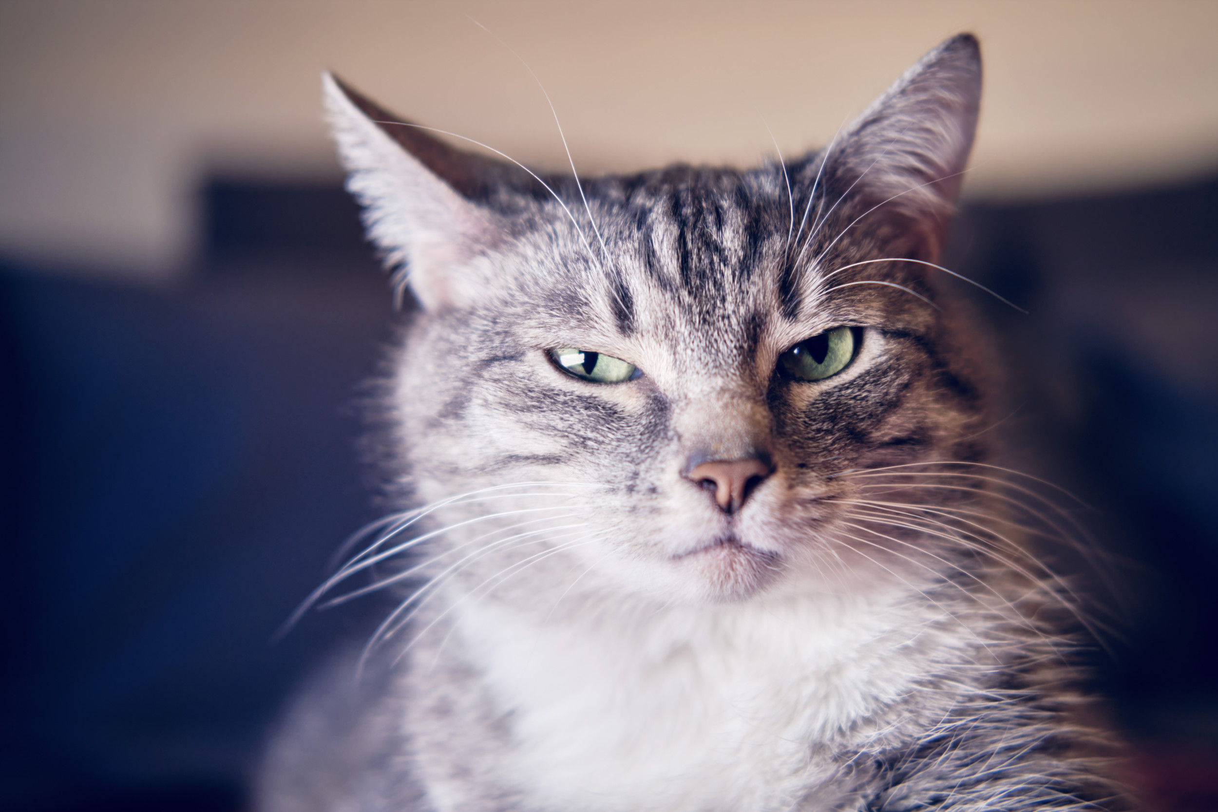Cat’s Reaction to Sneeze Delights Internet: ‘How Dramatic’