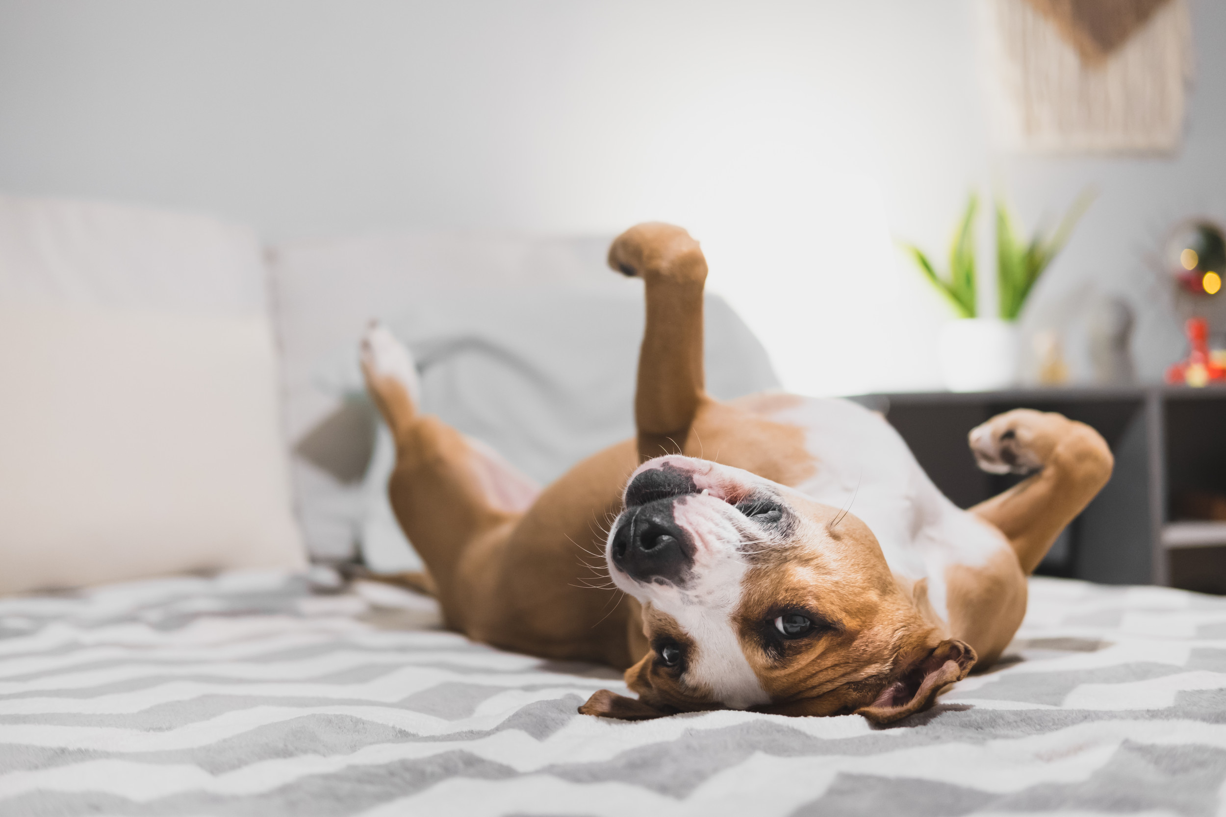 Dog jumping on outlet bed