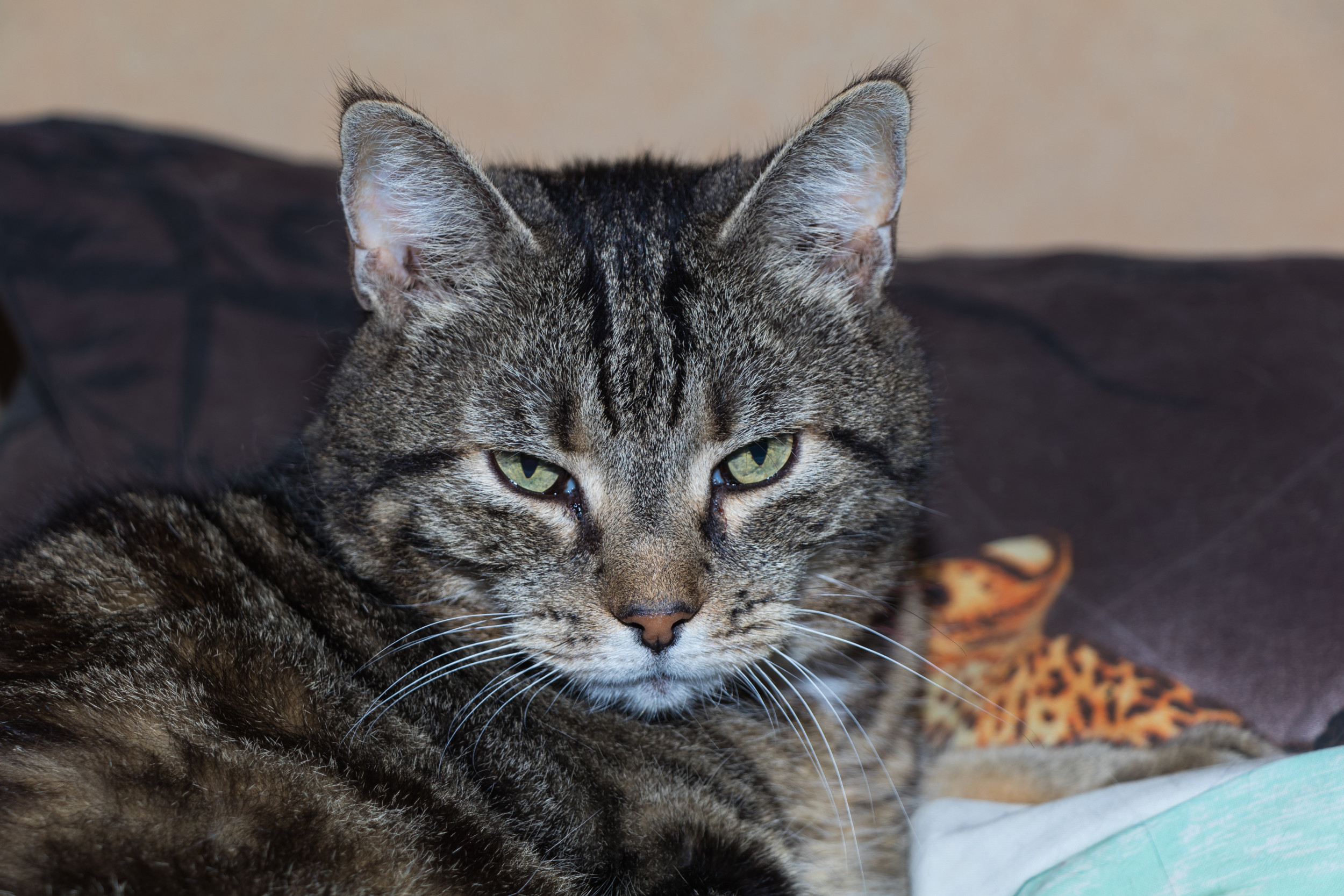 'Handsomest' Cat Loves Checking Himself Out in the Mirror After ...