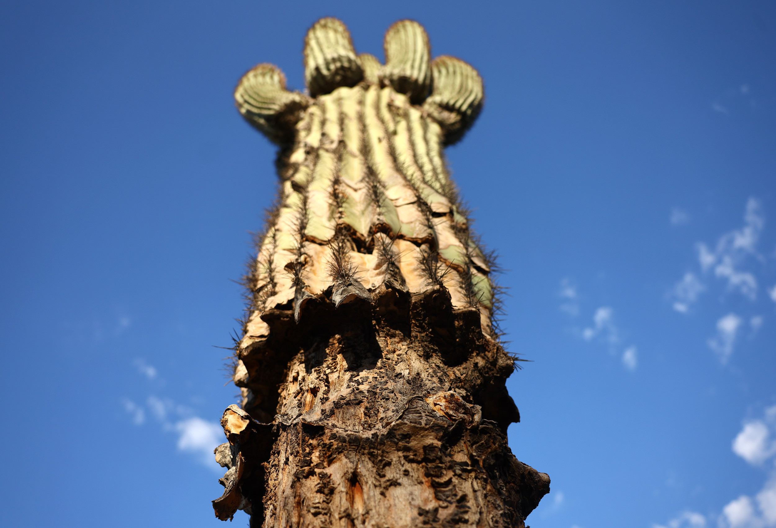 Cactuses Dying After Being Moved for Border Wall Sparks Concern