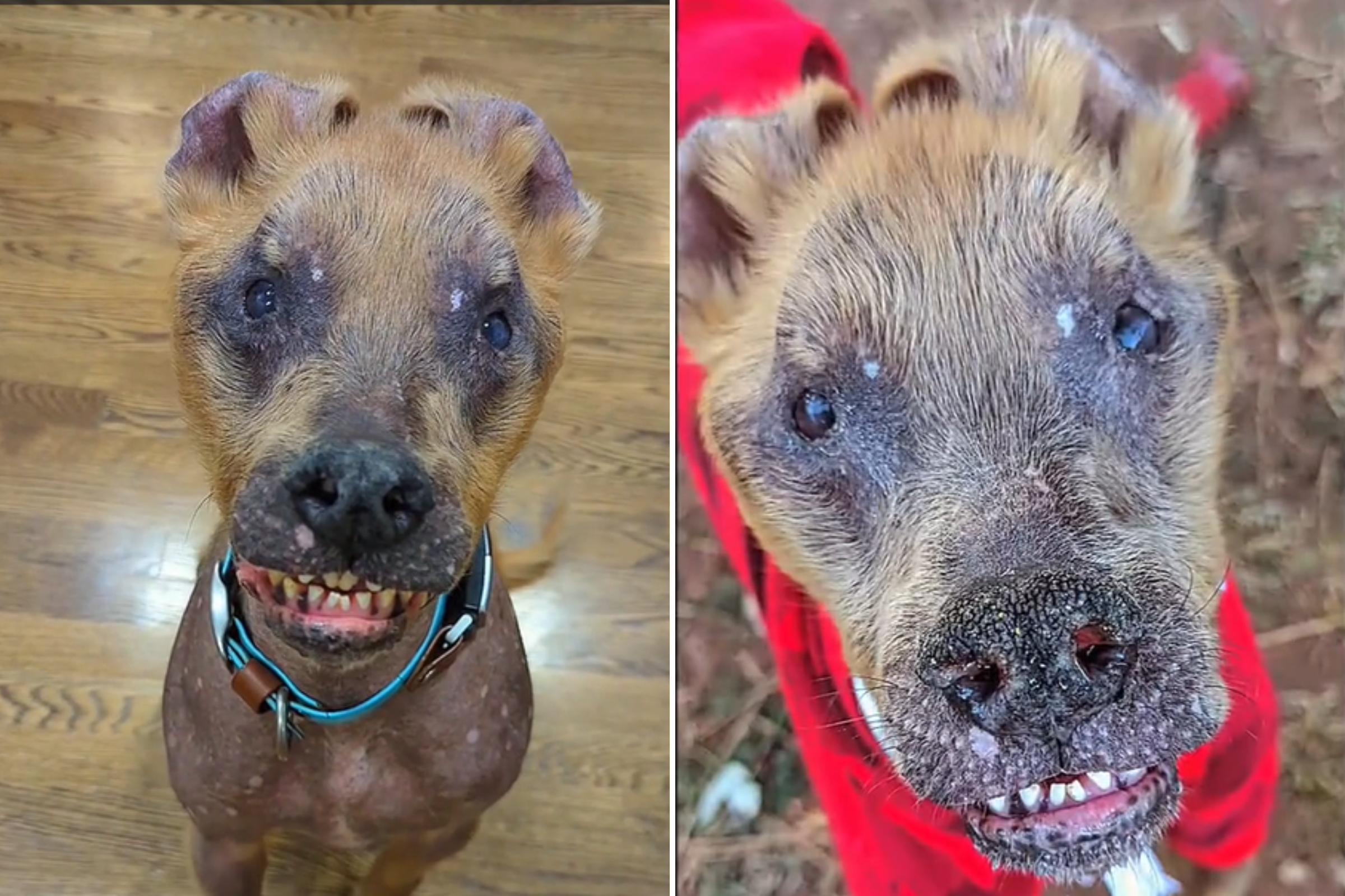 Rescue Dog With Rare Mix of 6 Breeds Captivates Internet: ‘Born Different’