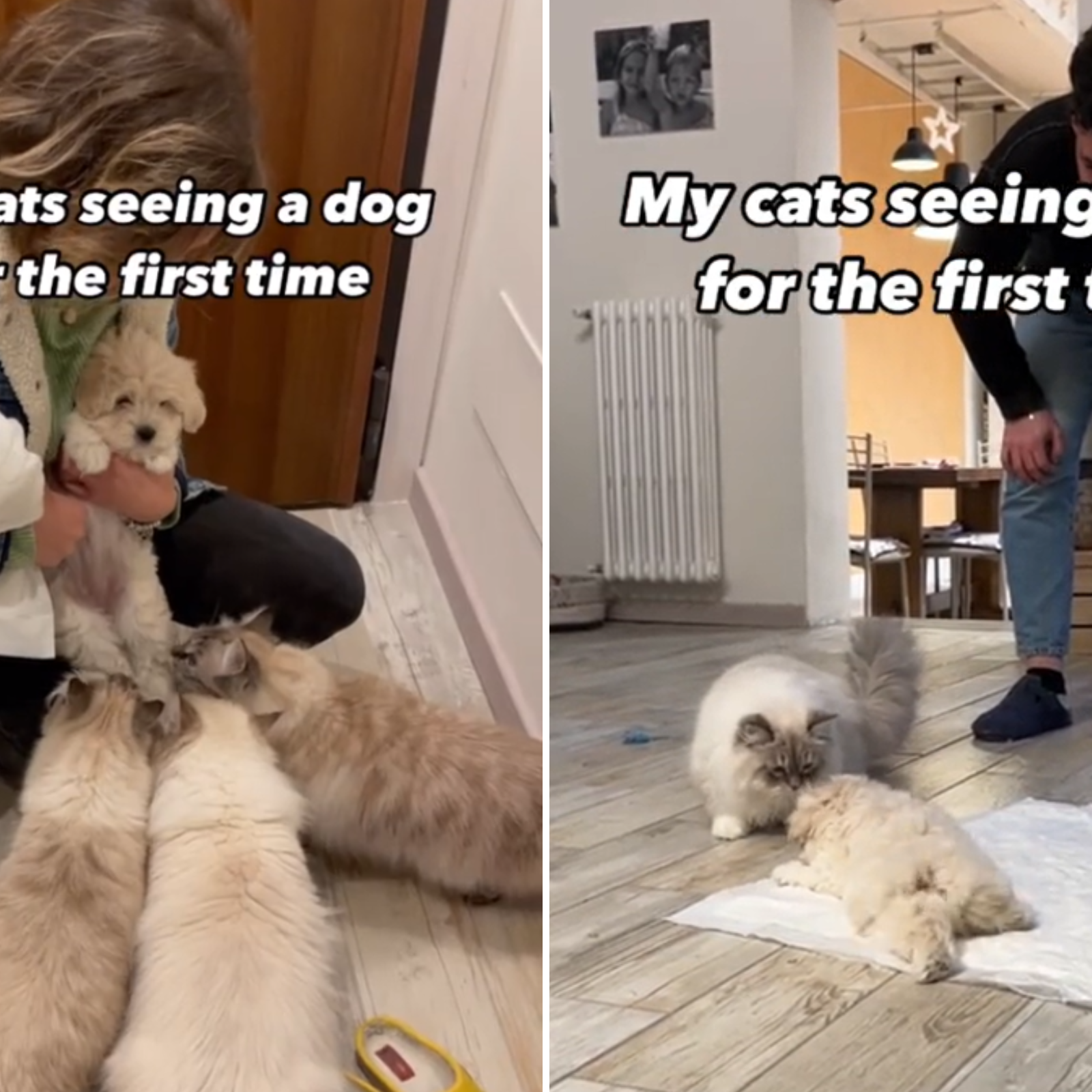 How to introduce a puppy to hotsell a cat for the first time