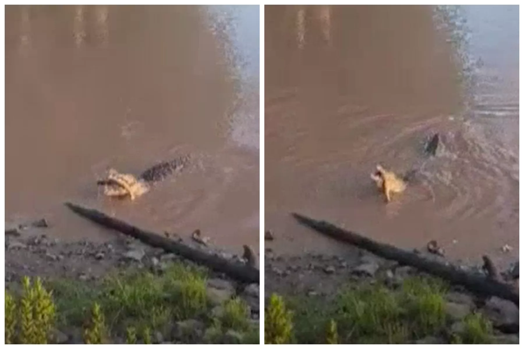 Video of Crocodile Eating Shark Sparks Warning - Vimarsana News
