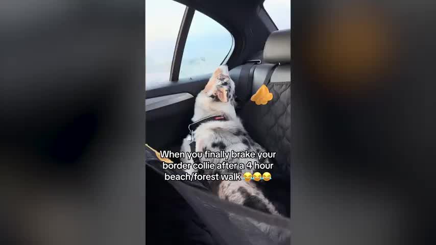 Border Collie Ulveblanding Hvilke Raser Har Din Hund Blitt Tatt For å
