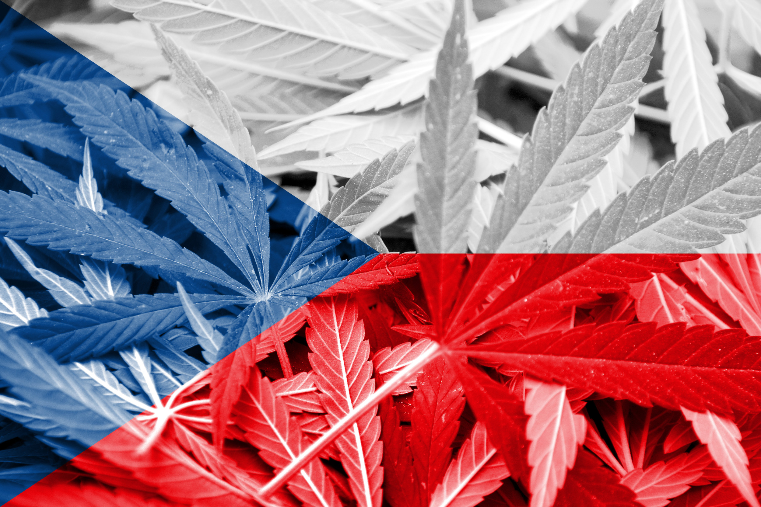 Czech Republic Flag on cannabis backgroun