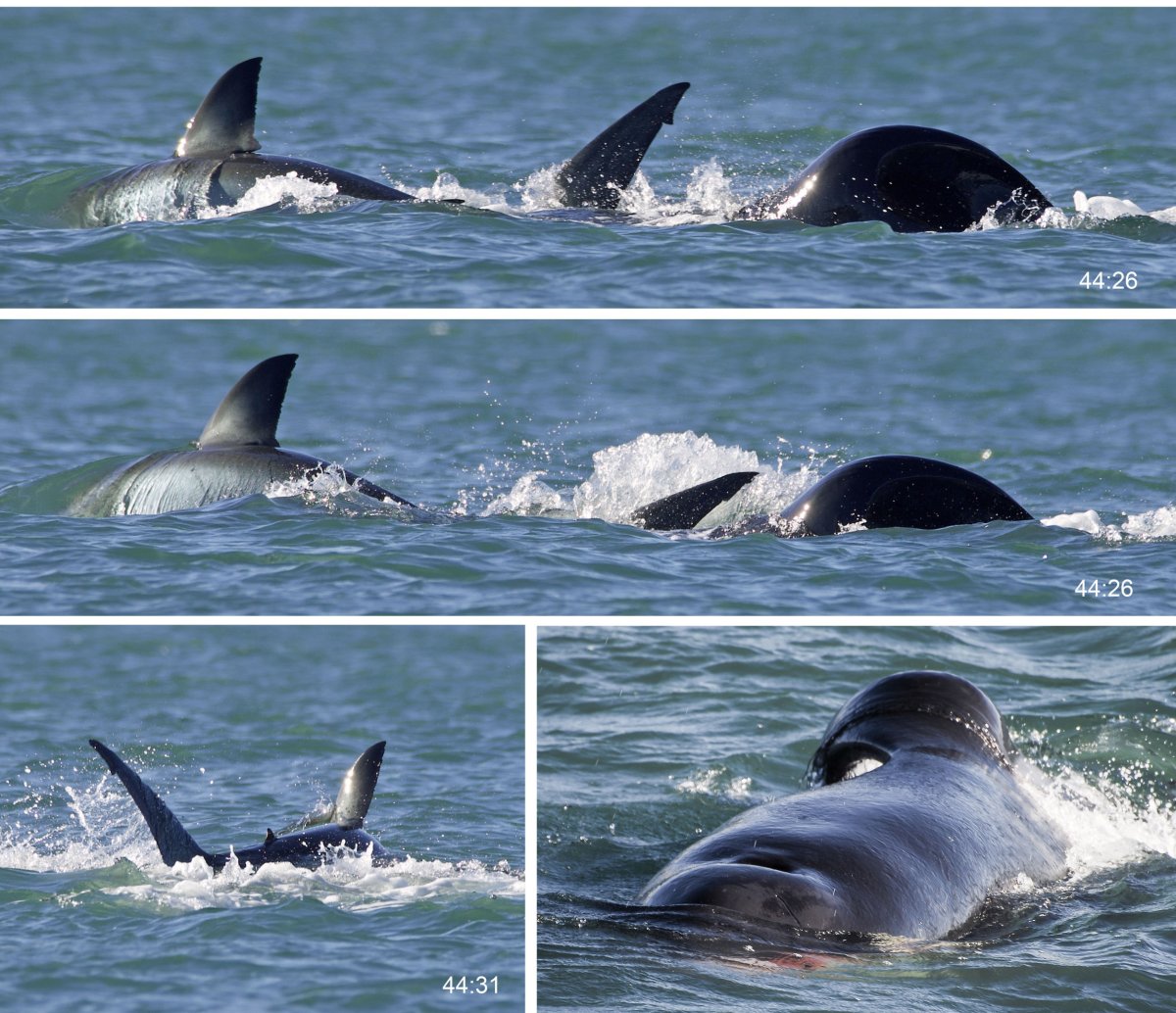 Orca preying on great white 