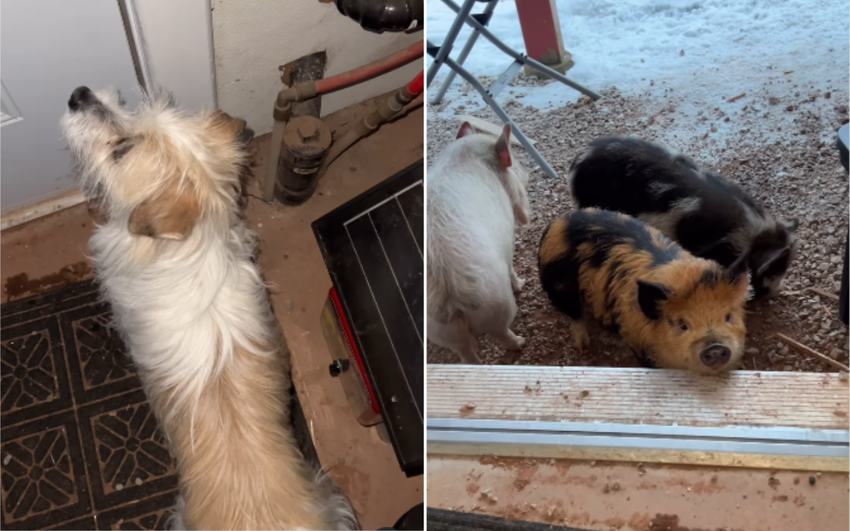 Norma gets ready to meet the pigs.