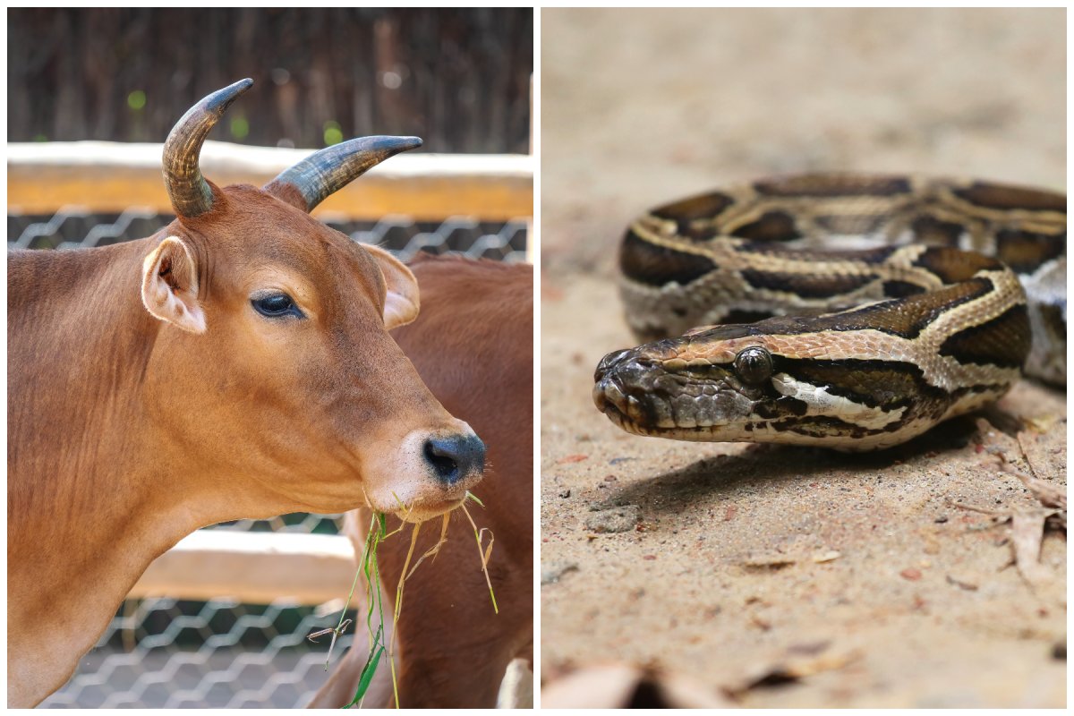 Cow Spotted With 4-Foot Python 'Hanging Out' of Its Mouth - Newsweek