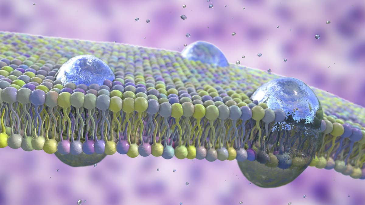 Phospholipid bilayer in cell membranes