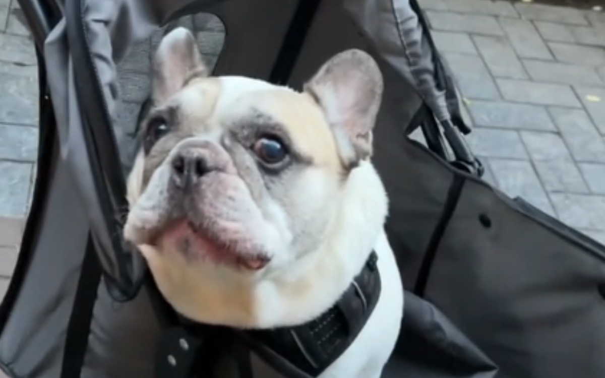 Bulldog Demands Bite of Owner's Food in Most 'Dramatic' Way Possible - Newsweek