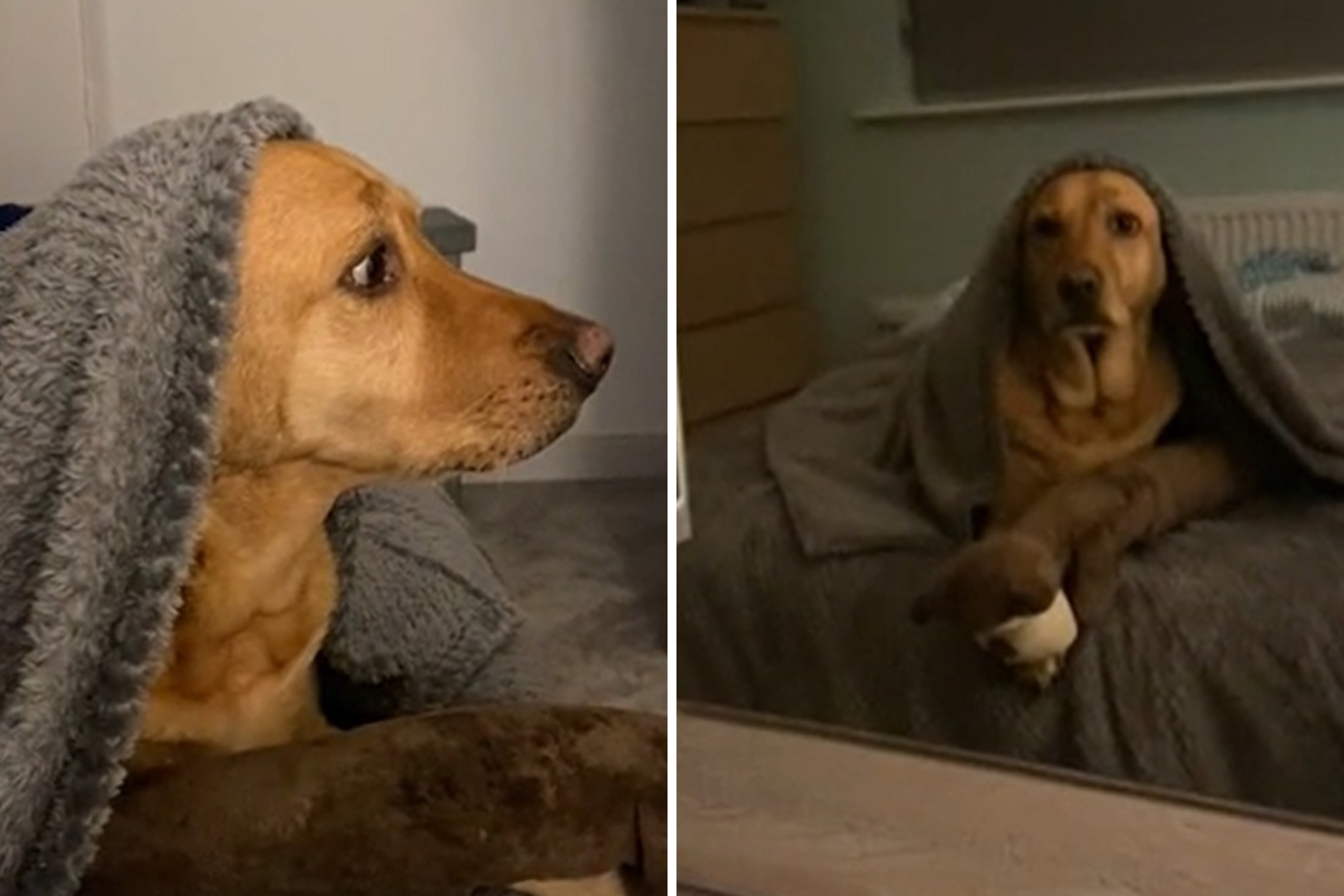 Hysterics as Labrador Retriever Growls at Reflection: 'It's Just You' - Vimarsana News