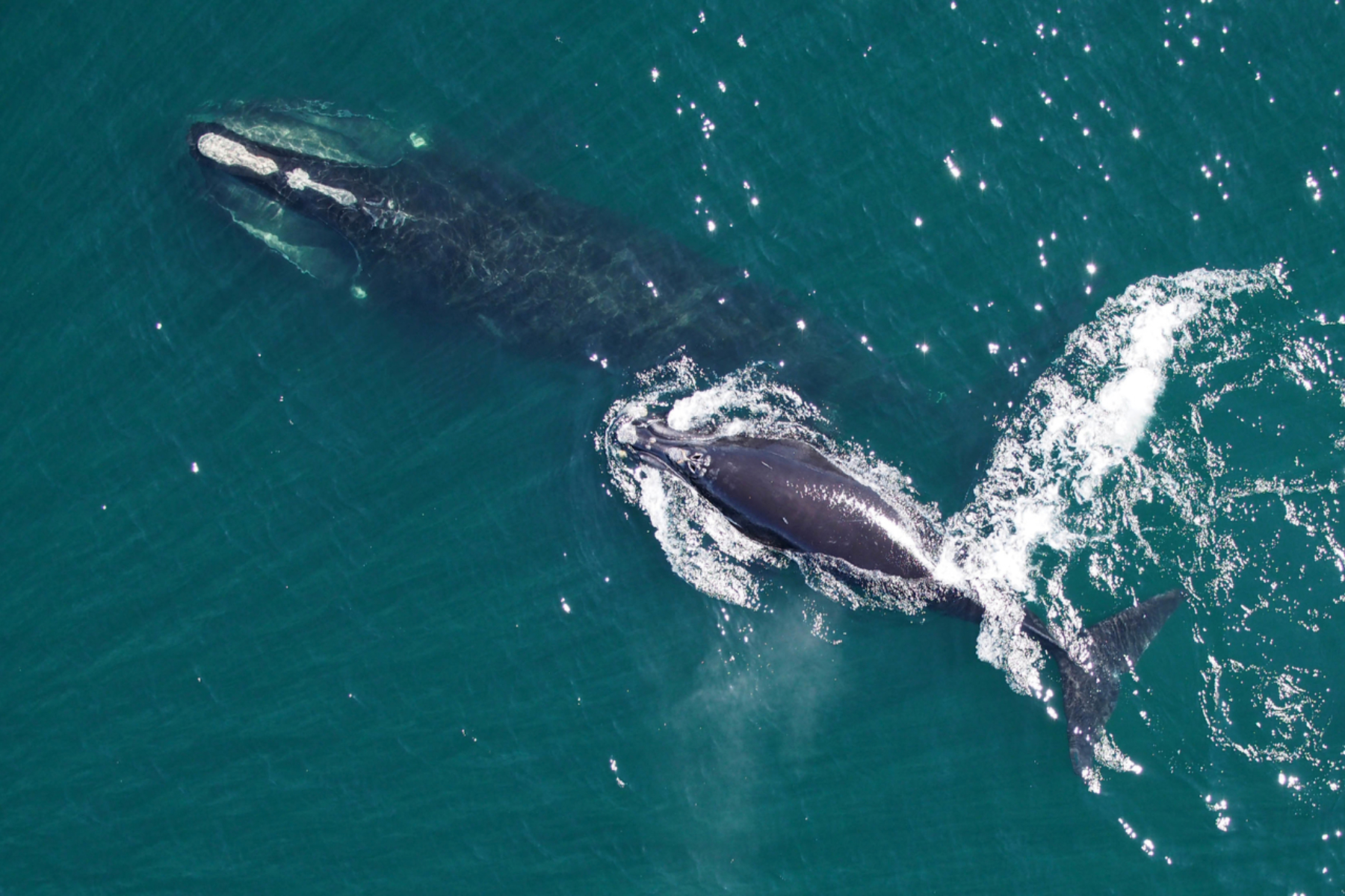 Endangered Whales Are Shrinking in Size