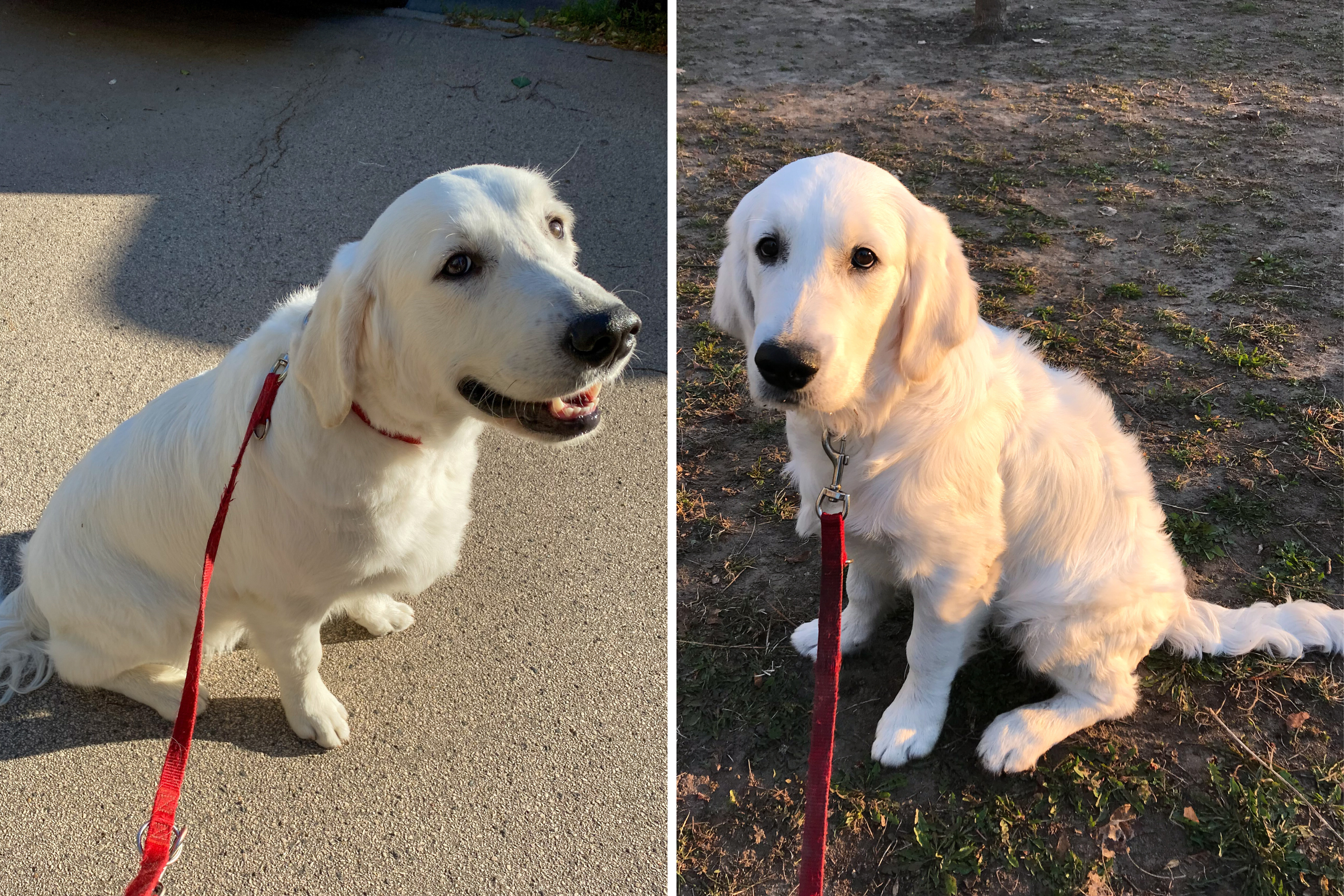 Difference Between Golden Retriever and Human Wanting Attention Goes Viral