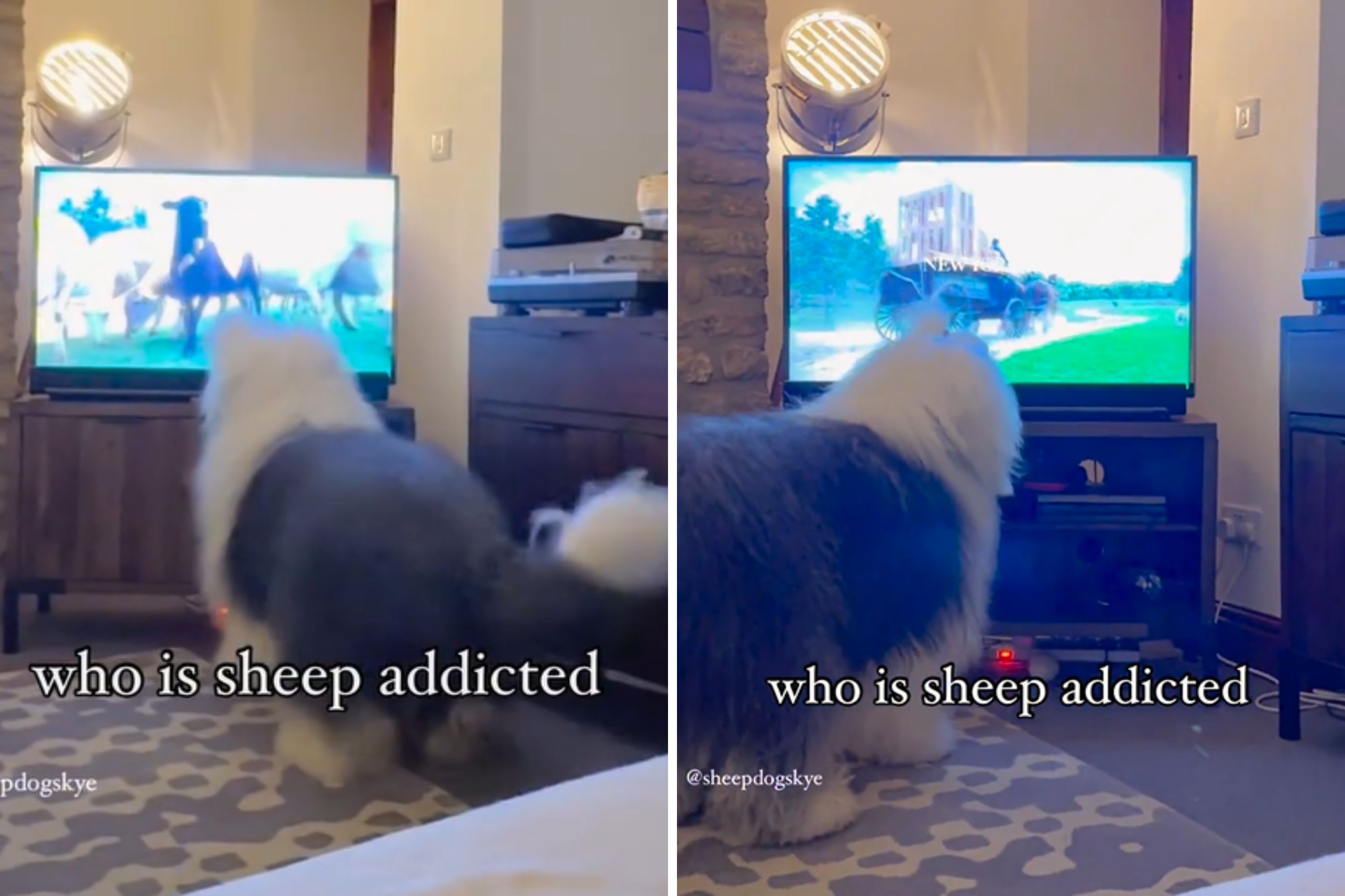 What Happens When You Show a Herding Dog Sheep on TV