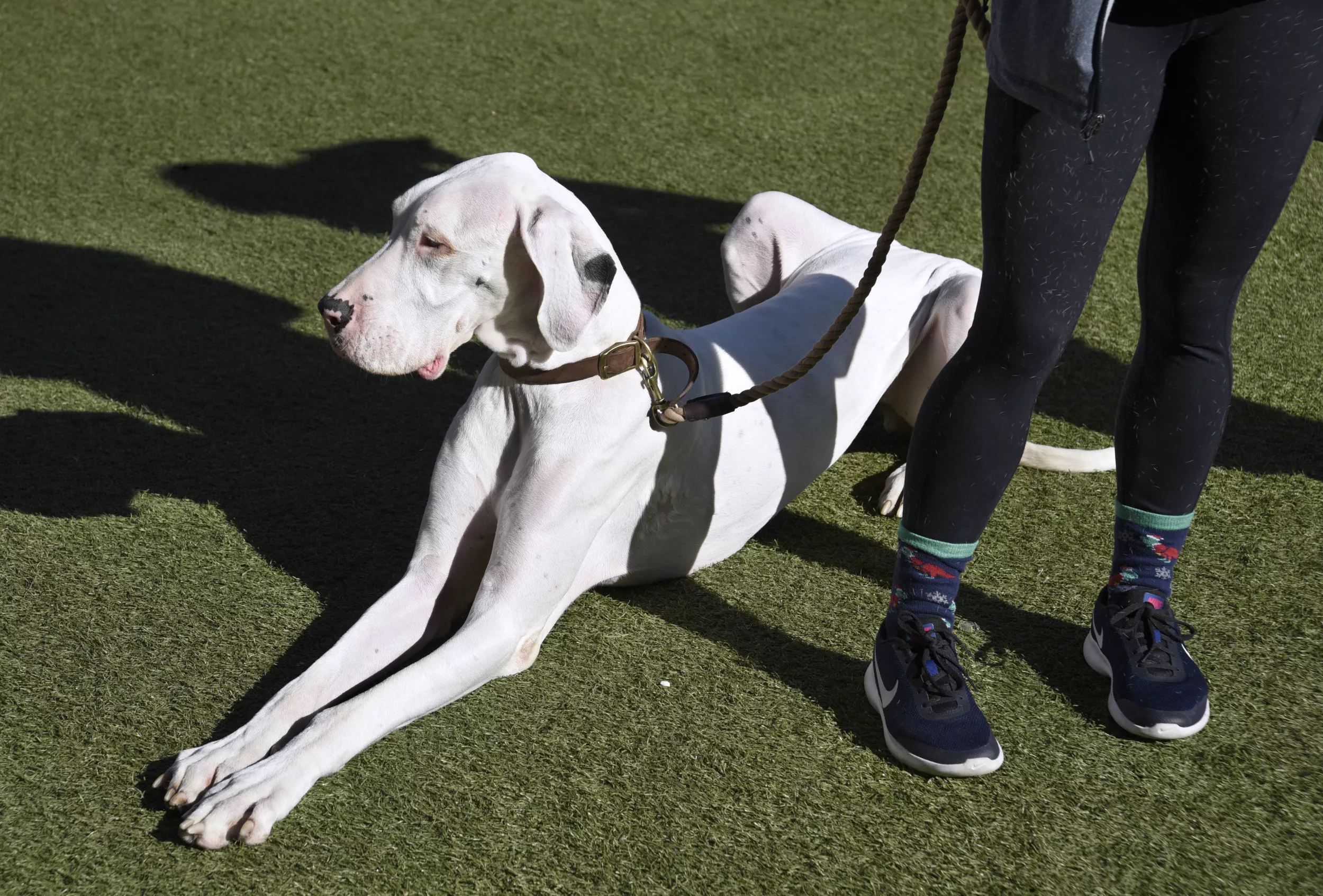 New Supplement Reverses Aging in Dogs, Study Shows - Vimarsana News
