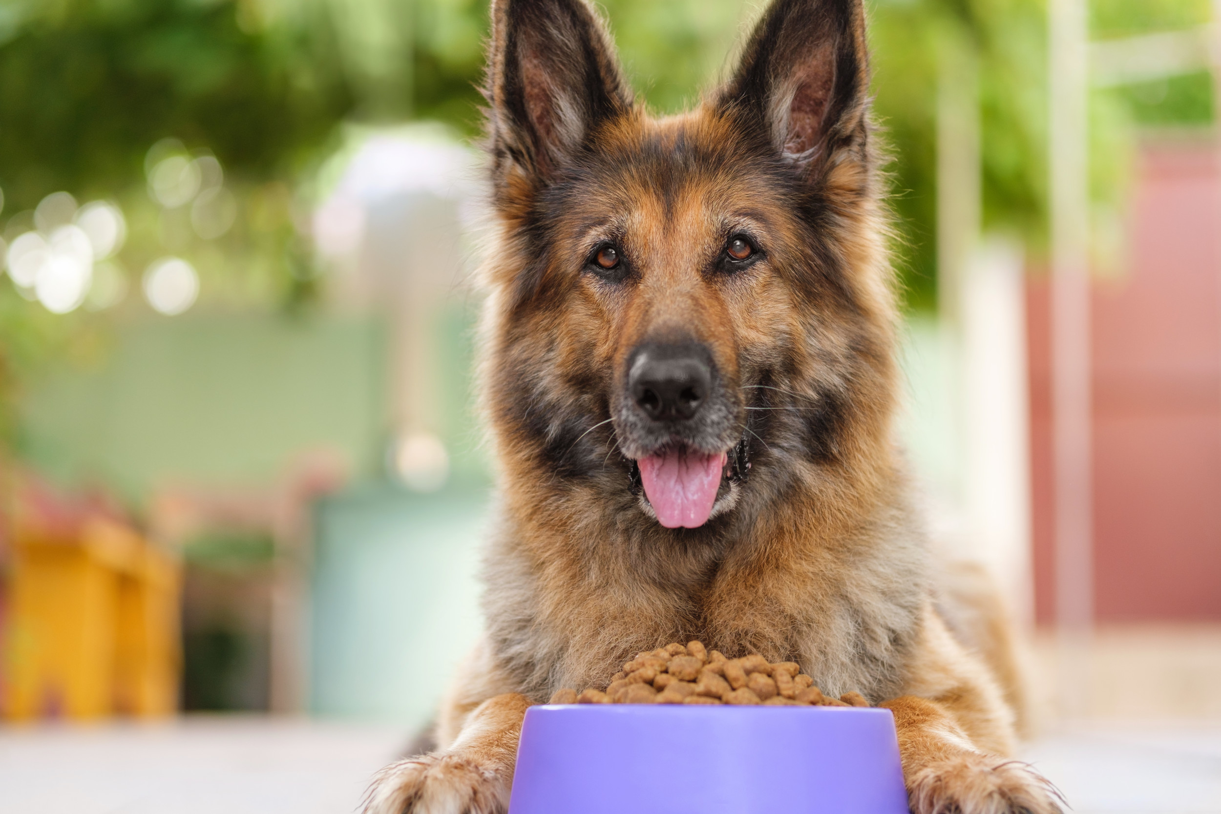 German shepherd outlet eating food