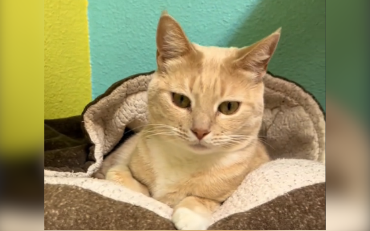 妊娠中に救出された猫、引き取られる子猫を見守るも置き去りに