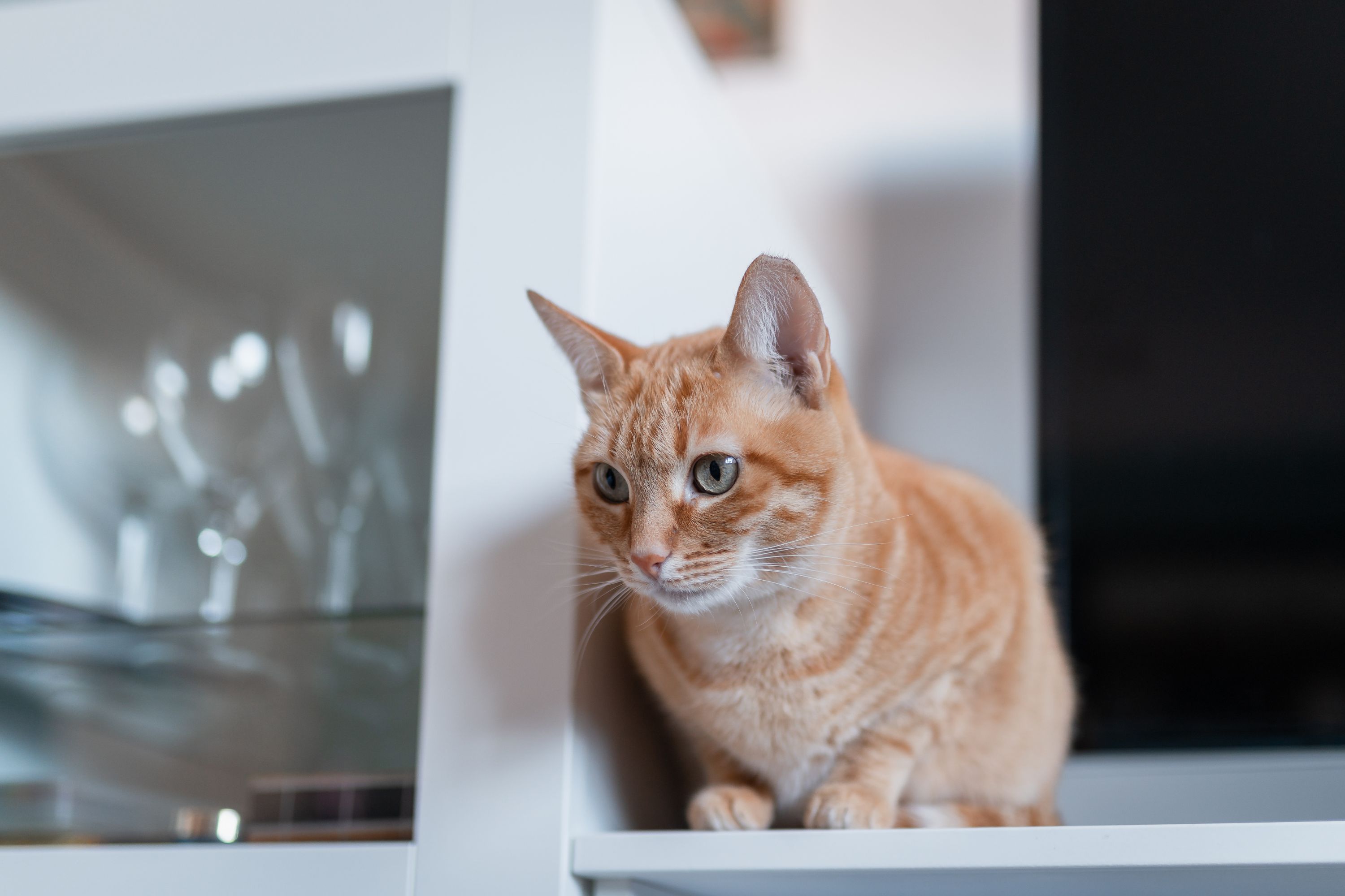 Owner 5 Mins Late Serving Breakfast, Cat Takes Matters Into His Own Hands