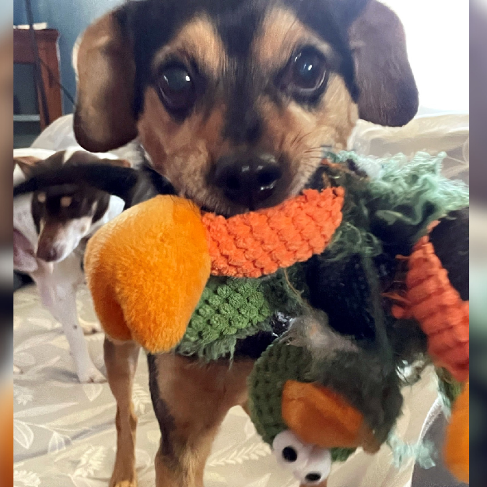 Hospice for 2024 dogs near me