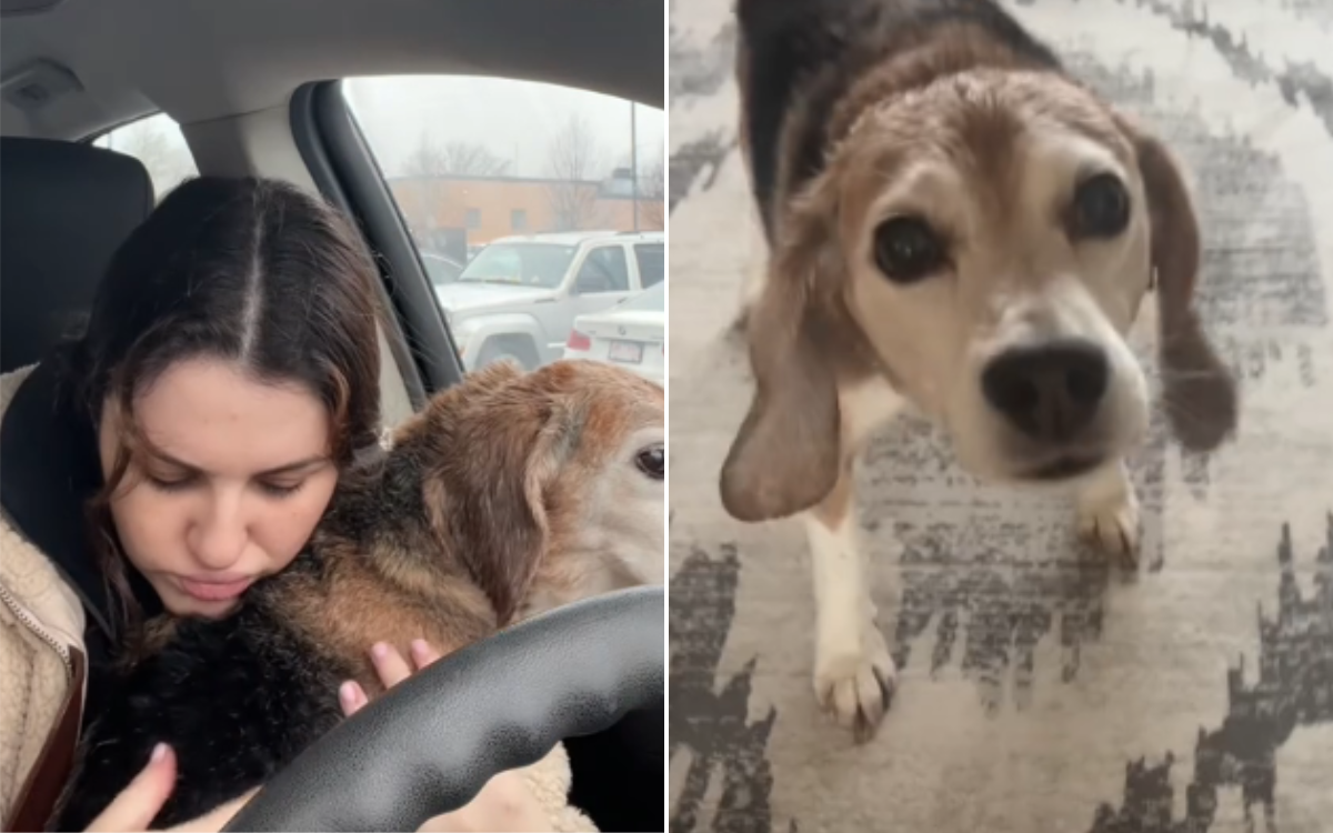 Tears as Beagle Saved From Animal-Testing Lab Has Panic Attack at Groomers