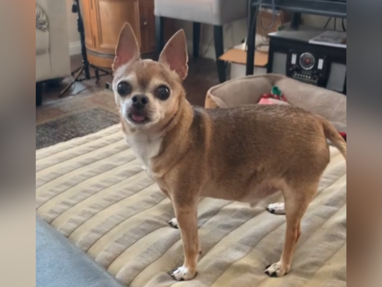 Chihuahua home hot sale