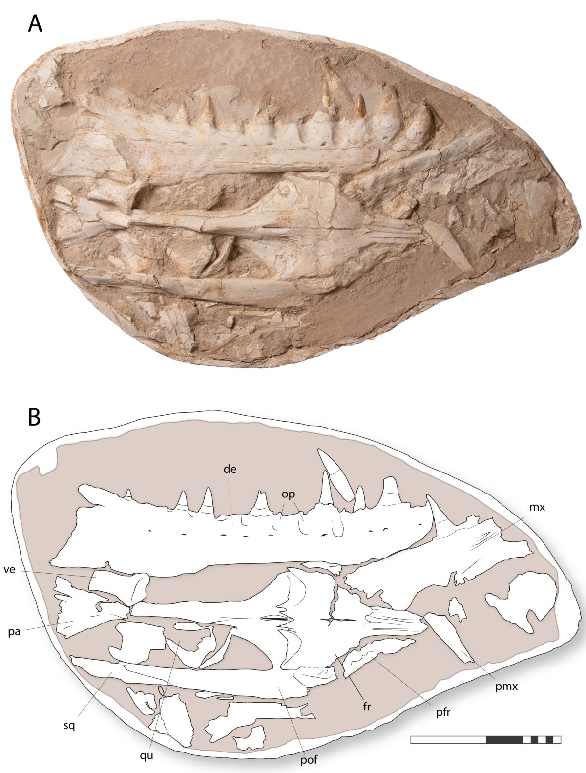 The fossil skull of Khinjaria acutus 