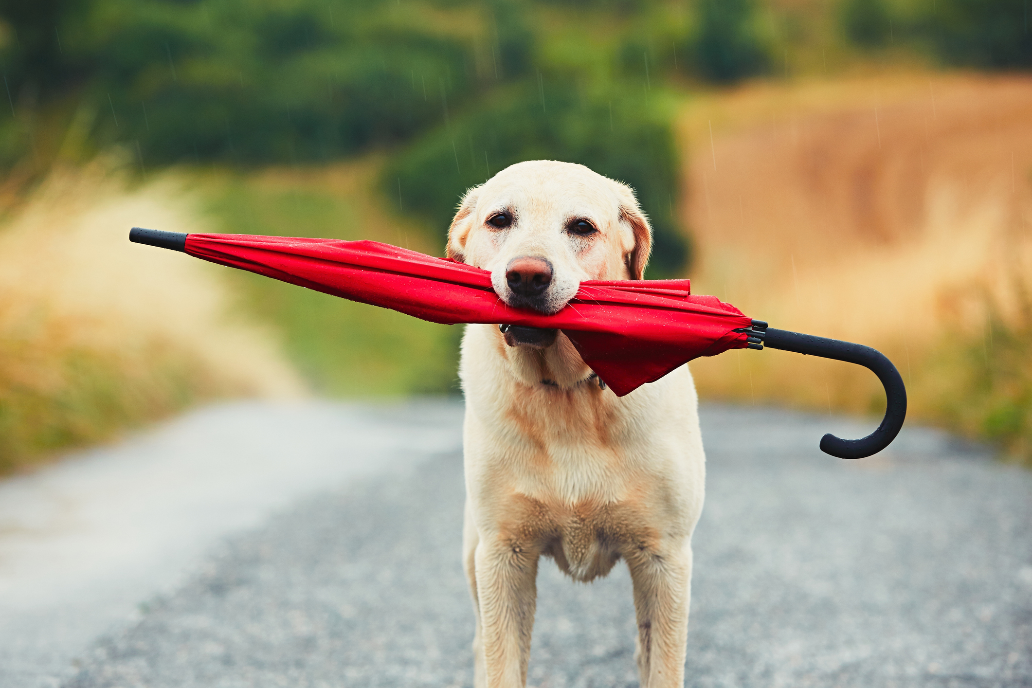 Internet Obsessed With Man Using Umbrella to Shield Puppy From Rain