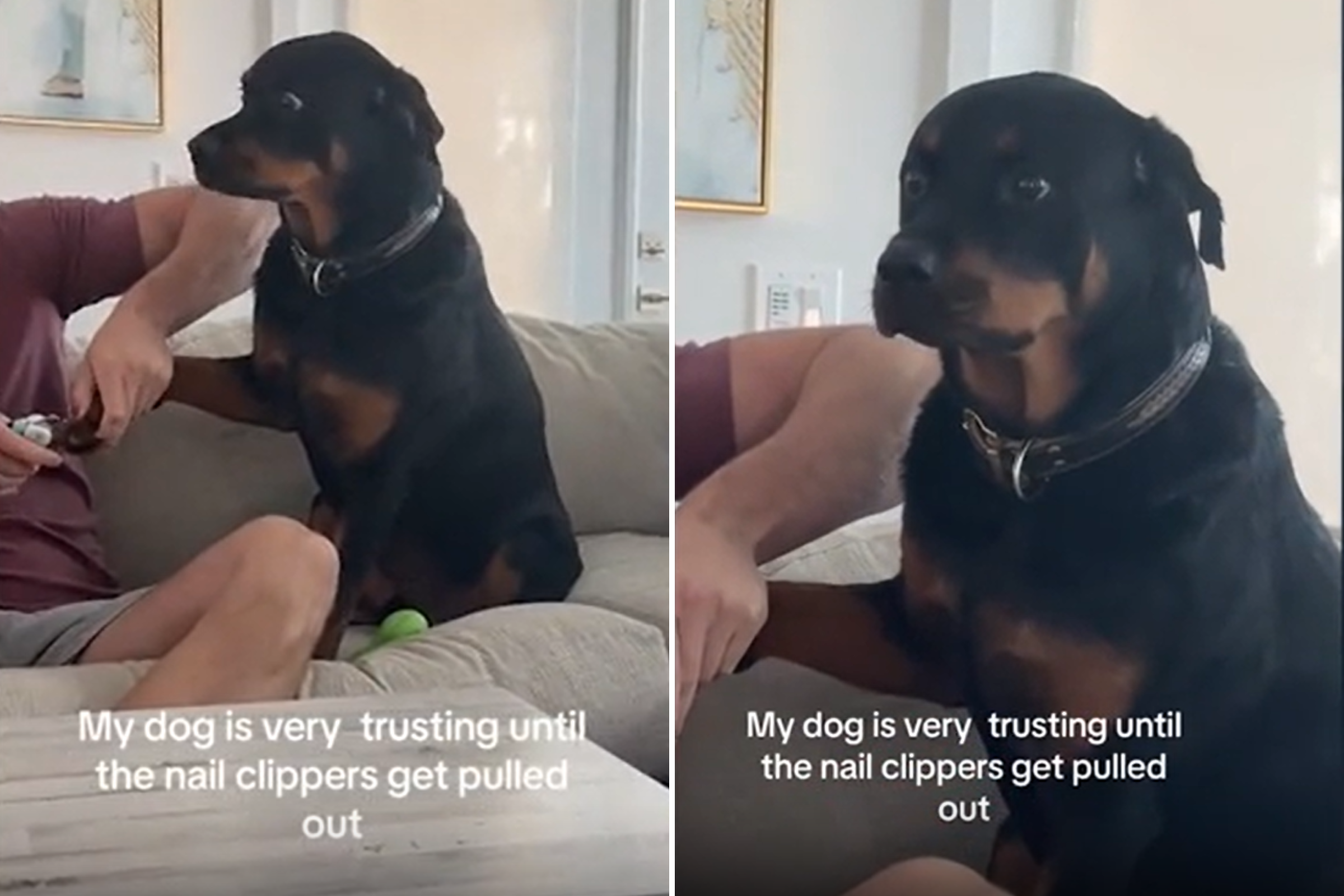 How to Trim Dog Nails - Tractive