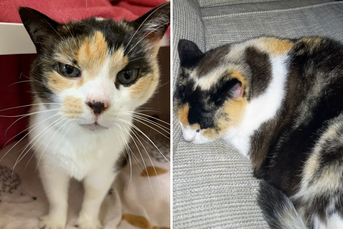 18-year-old cat gets finally adopted