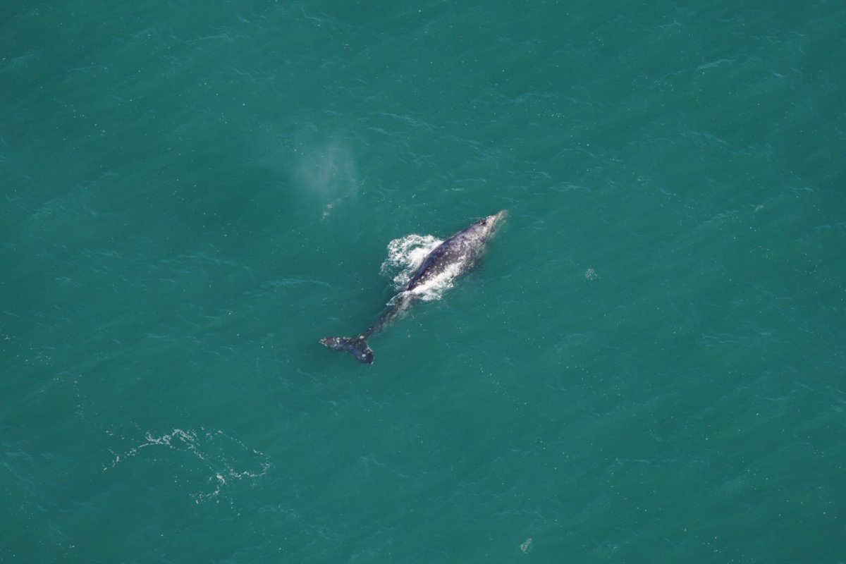 Gray Whale Suddenly Seen Atlantic Ocean