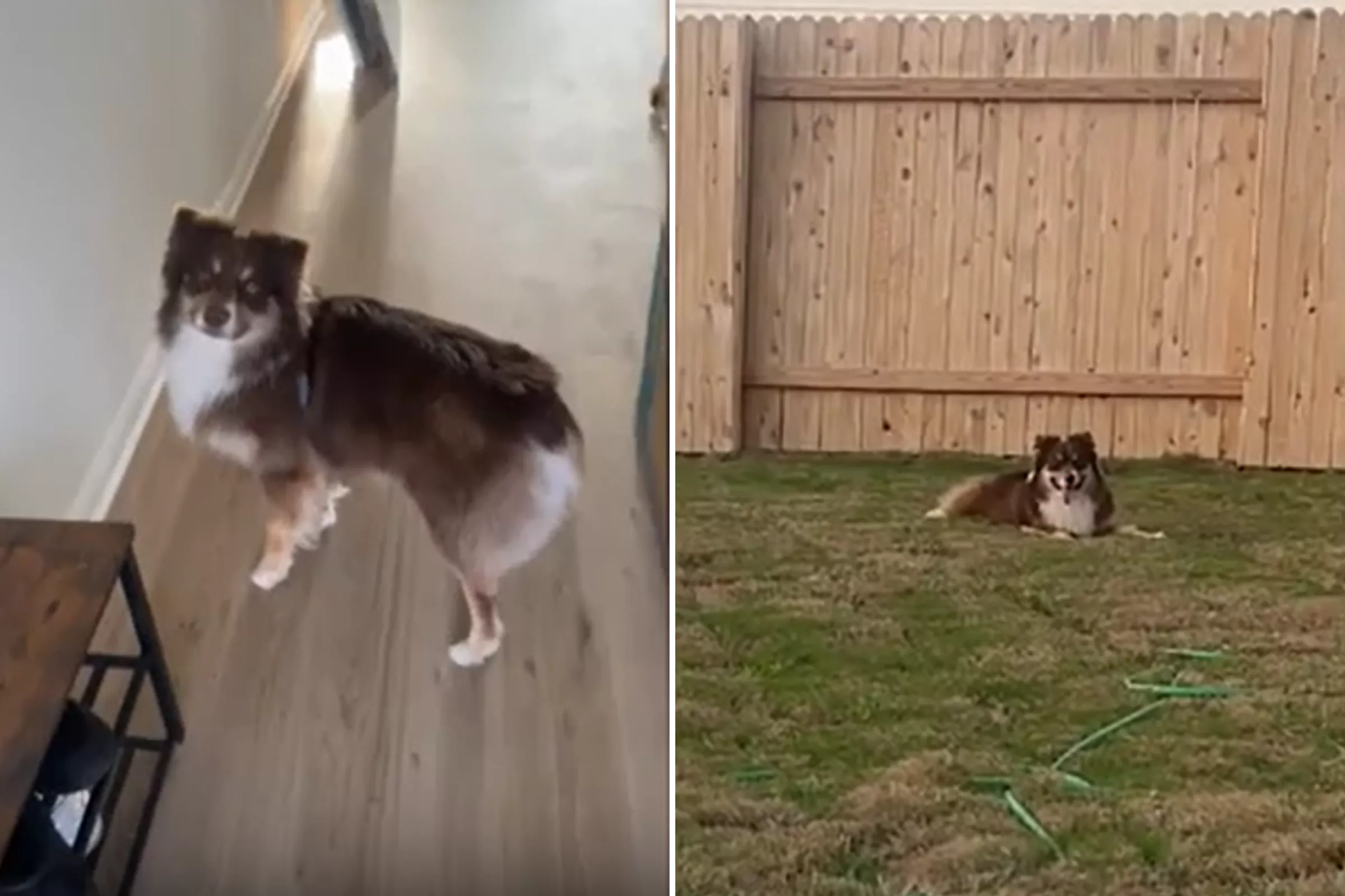Dog Who Only Ever Knew Apartment Living Reacts to New House—And Backyard - Vimarsana News