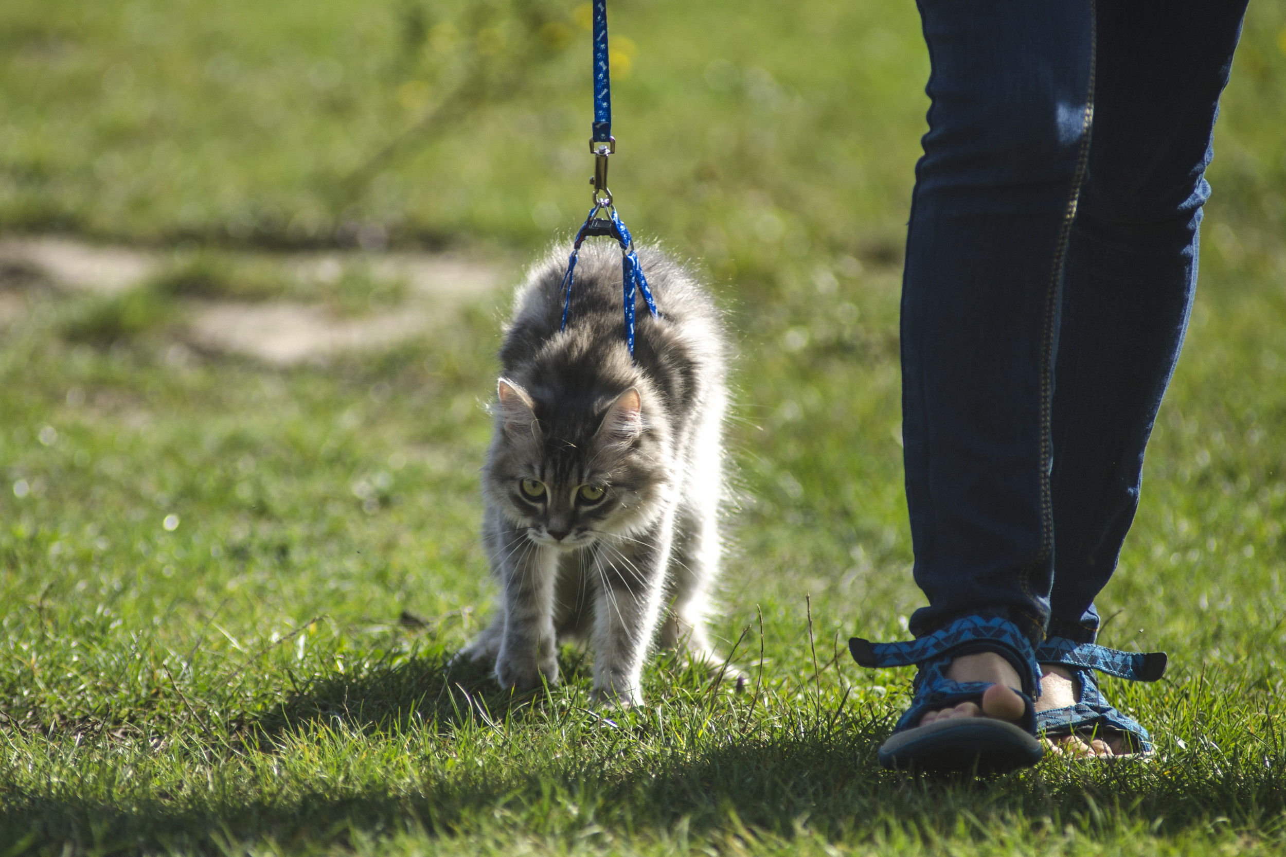 Woman Trying to Walk Cat on a Leash Goes Exactly How You Think It Would