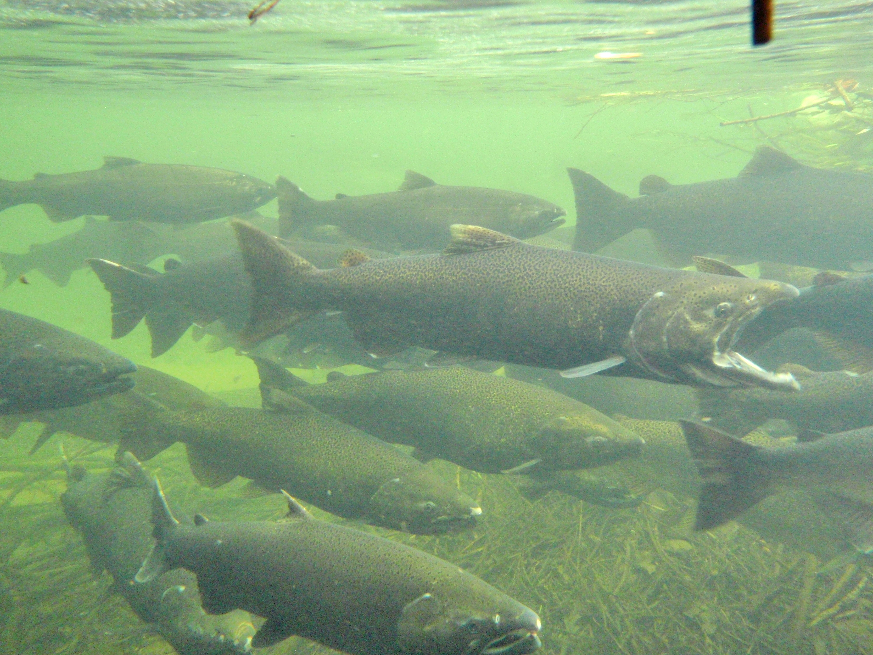 Mass Salmon Demise in California From Fuel Bubble Illness