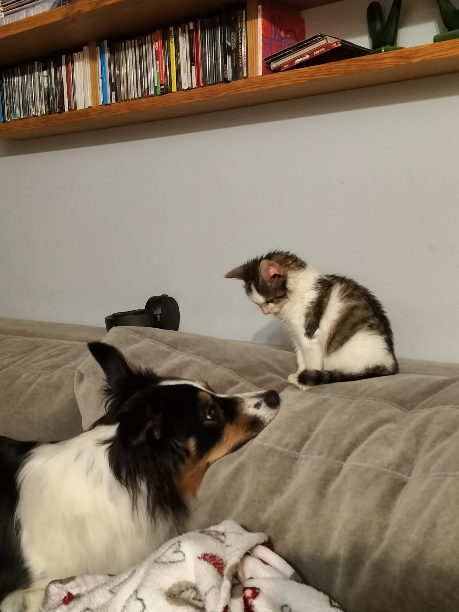 Border collie and sales cats