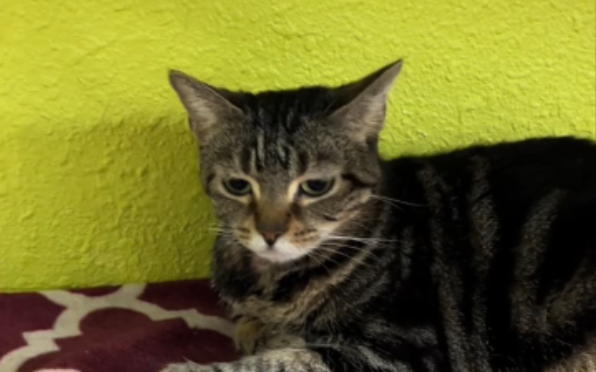 Cat ‘Doesn’t Understand’ Why Family Surrendered Her 2 Years After Adoption Cat ‘Doesn’t Understand’ Why Family Surrendered Her 2 Years After Adoption